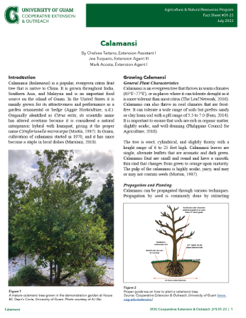 Click here to view a Calamansi fact sheet