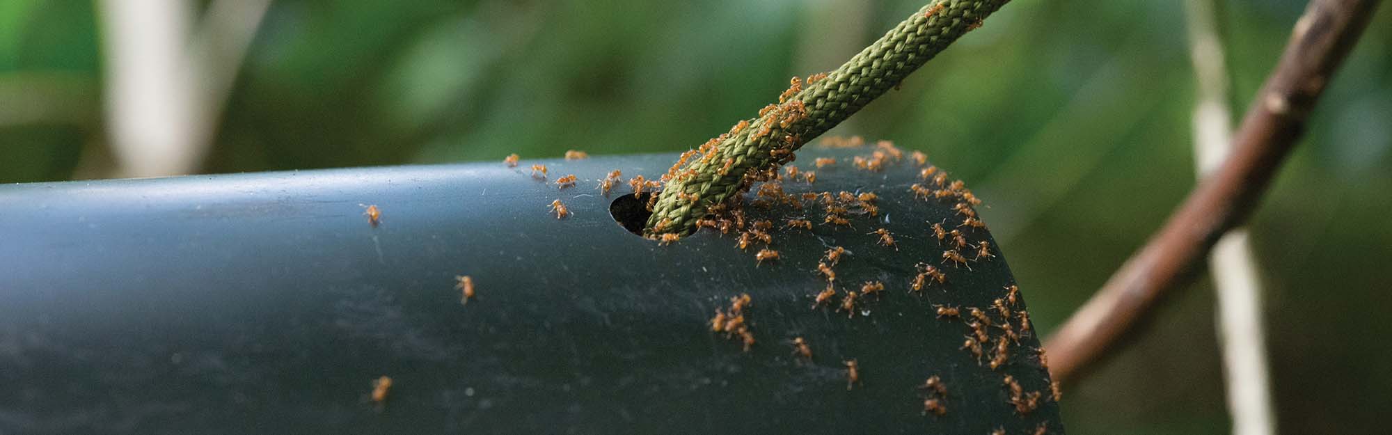 Image of little fire ants