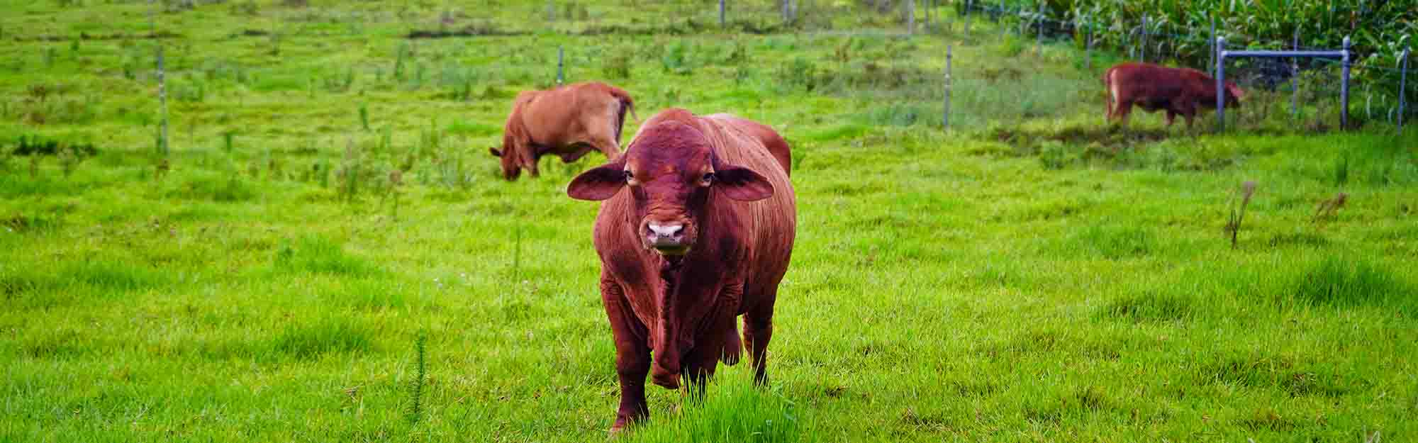 Photo of cattle on a Guam ranch