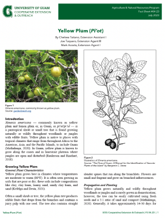 Click here to view a fact sheet on Yellow Plum productio