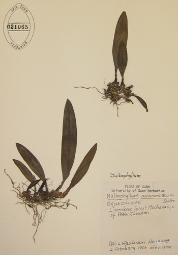 bulbophyllummicro350 image