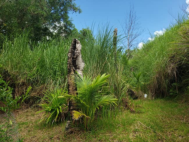 Dead palm tree