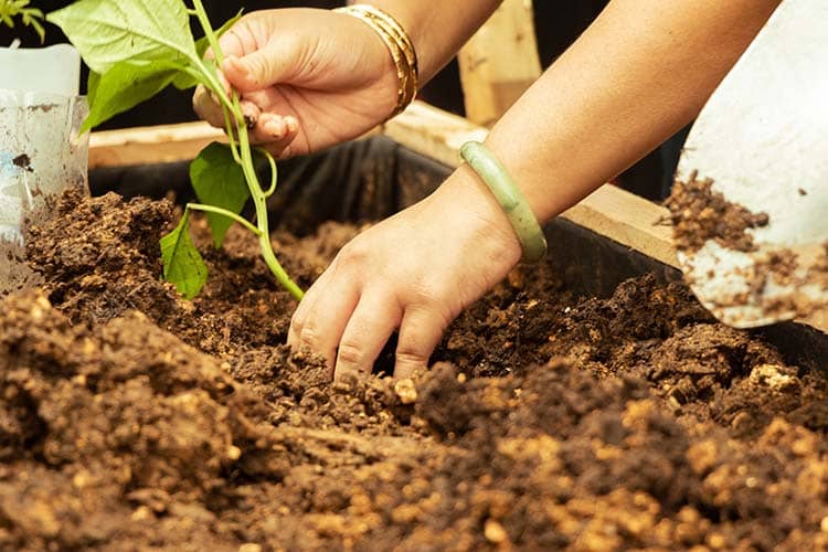 Seedling planting