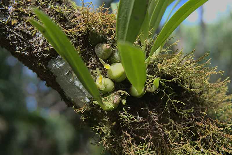 Bulbophylum 3