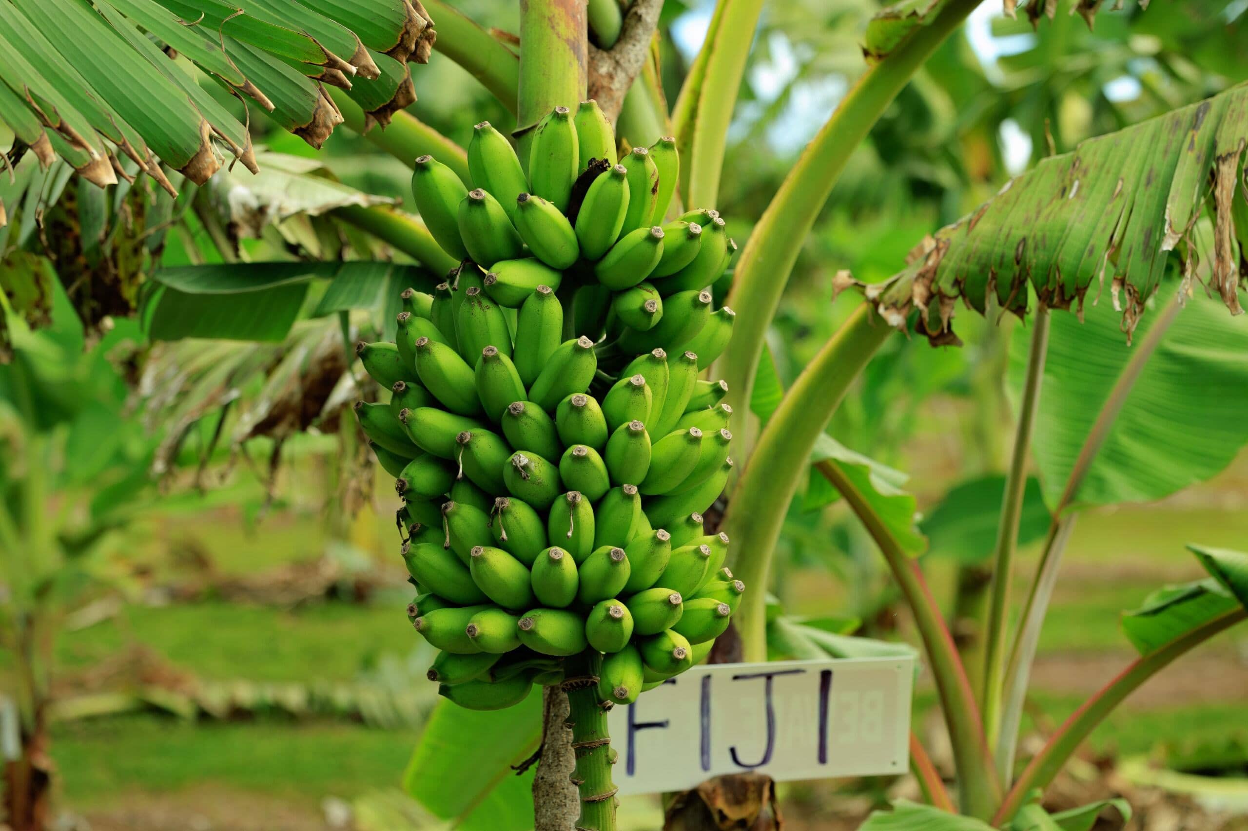 Banana