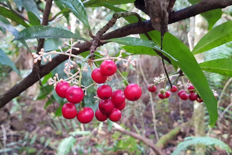 A bright red bunch of otot fruits. Photo by Christine Laurent