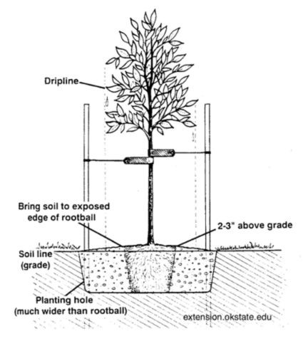 Tree planting
