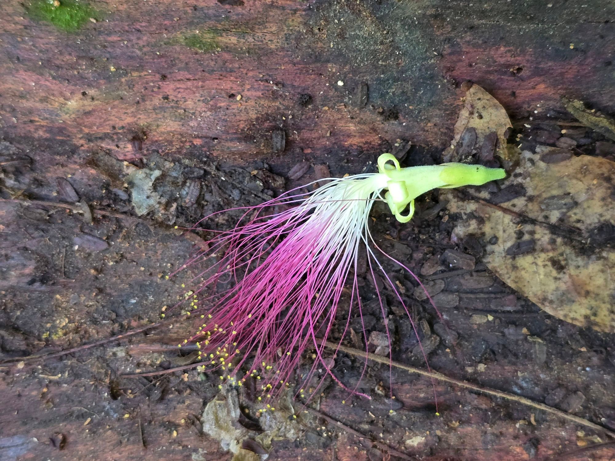 A flower