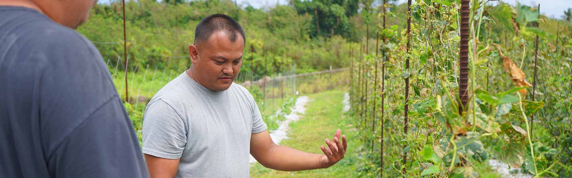 Image of a man inspecting his crop of long beans