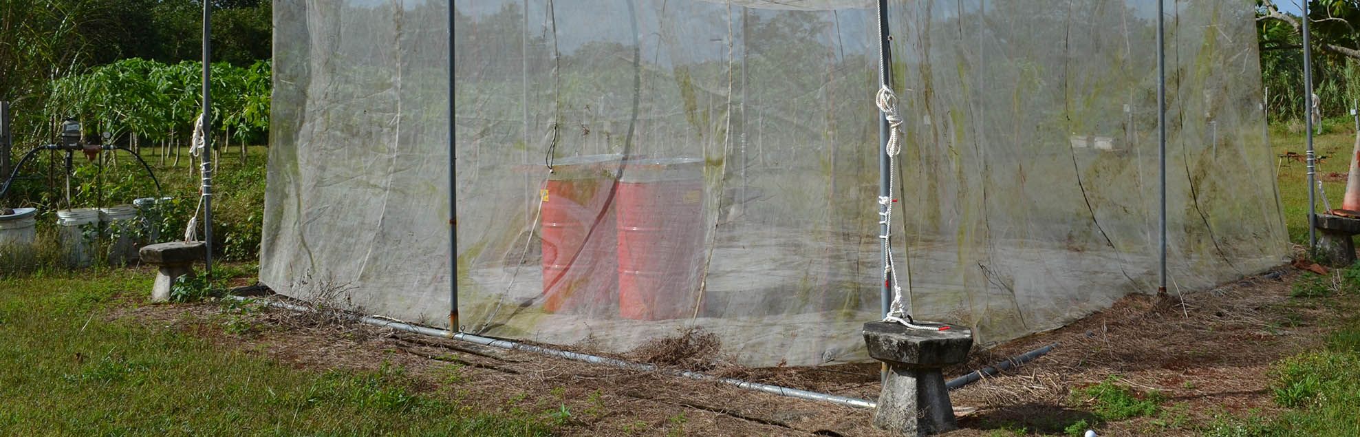 Coconut rhinoceros beetle experiment at the Yigo Research & Education Center