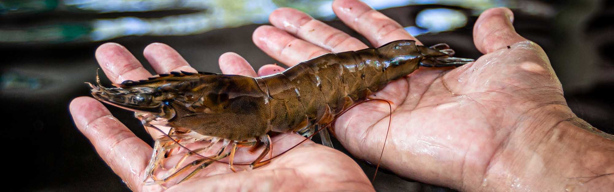 A jumbo shrimp at the Fadian Hatchery